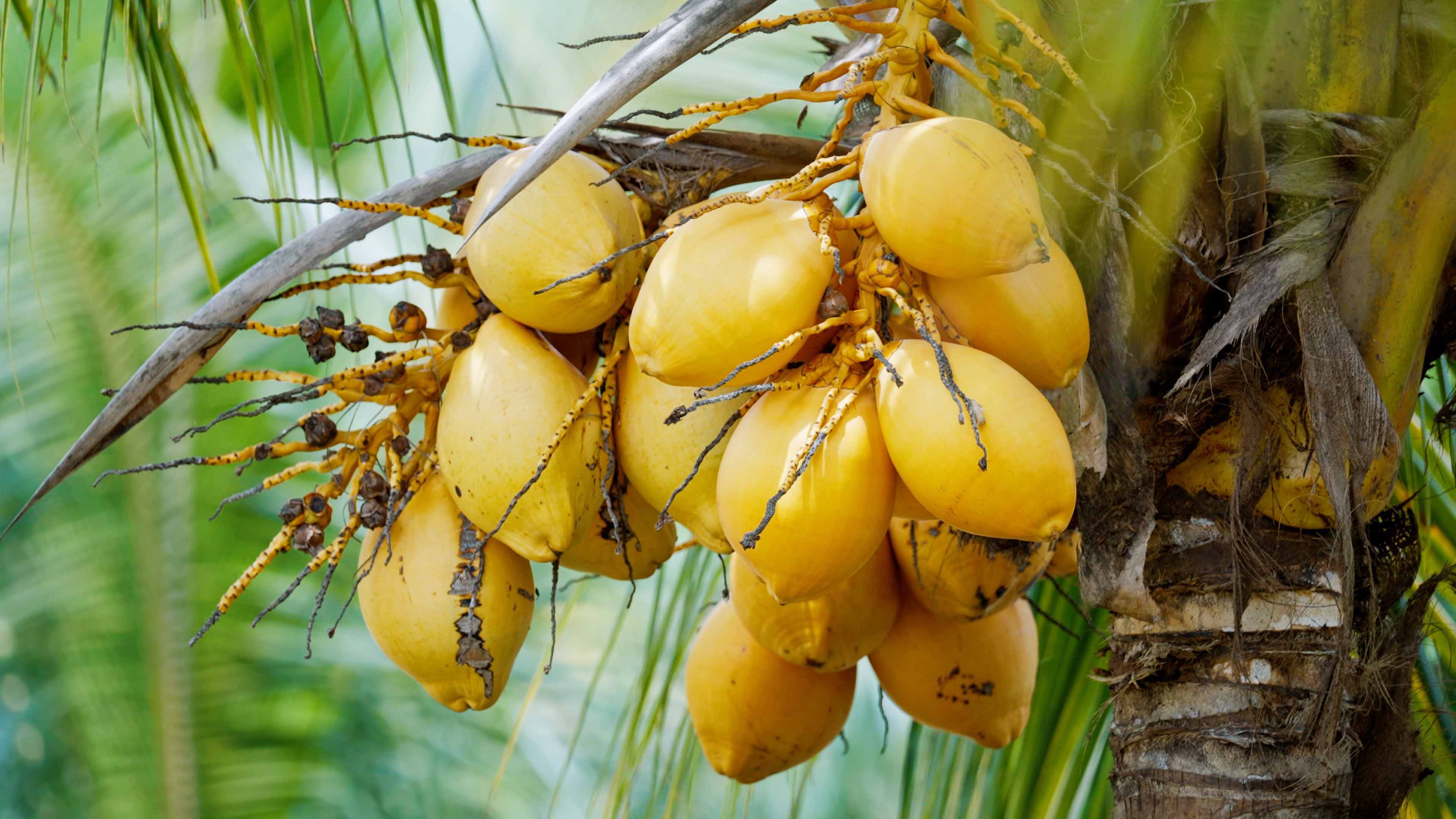 熱帶農業産品 · 热带水果